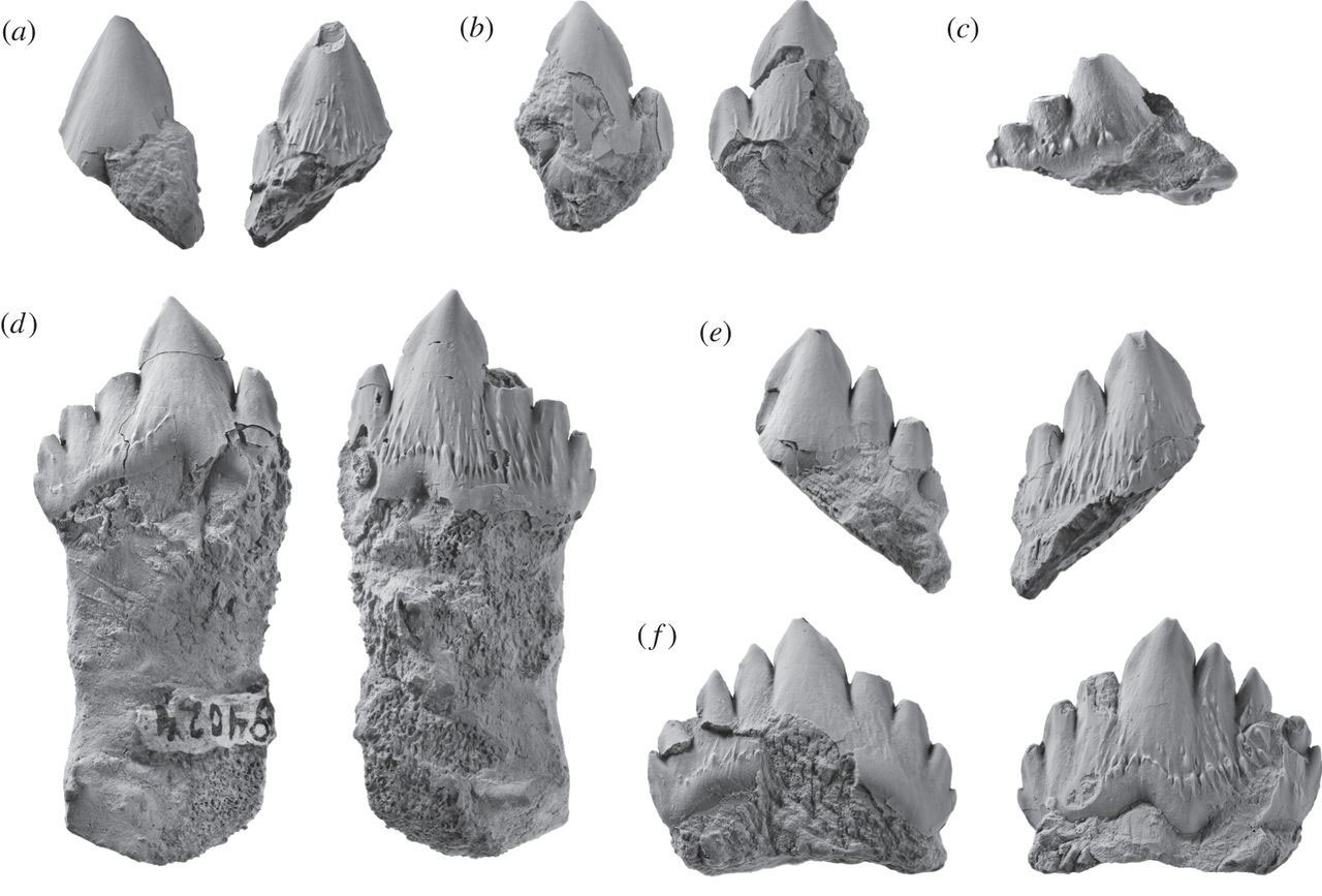 Photographs of fossil teeth of an aetiocetid whale from the Oligocene of Washington. The teeth range from single-cusped to multi-cusped and partial to complete with roots. All images are grayscale.