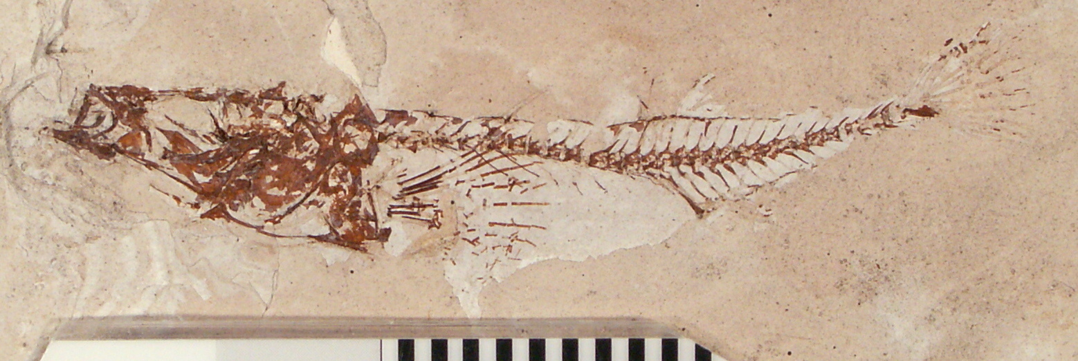 Photograph of a fossil stickleback fish. The fish is shown in side view and has a long-narrow body and is preserved in beige rock.