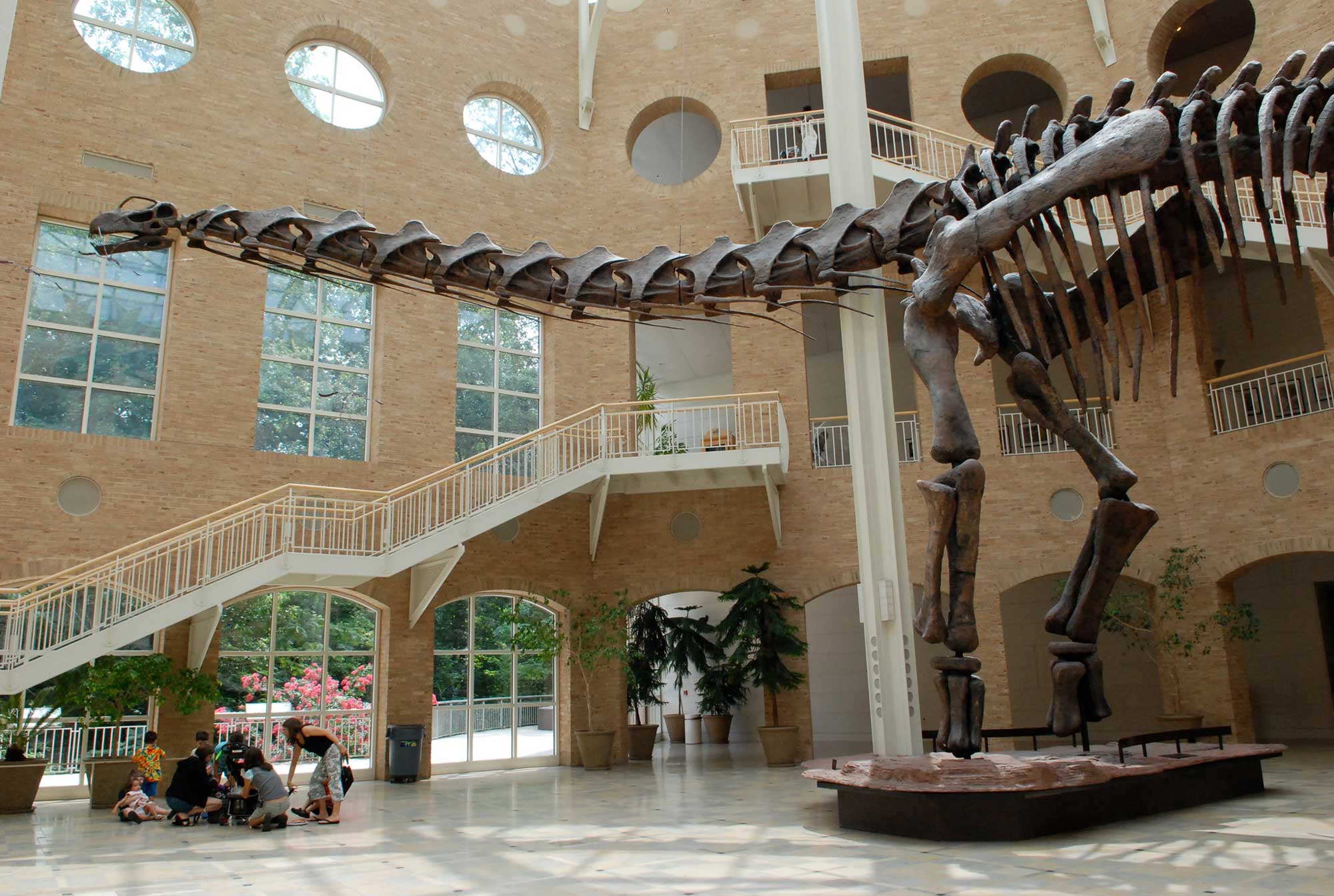 Photograph of a dinosaur skeleton on display at the Fernbank Museum in Atlanta, Georgia.