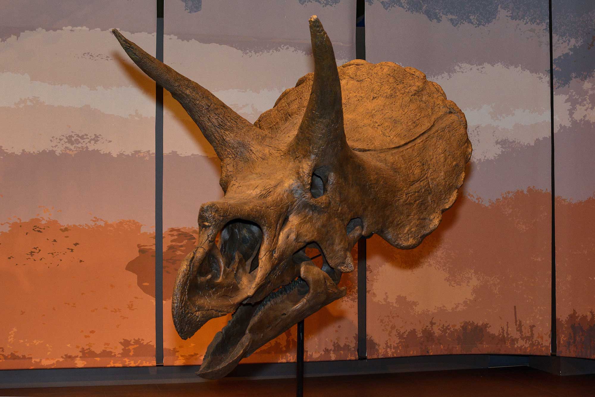 Photograph of a Triceratops skull on display at the Tellus Science Museum in Georgia.