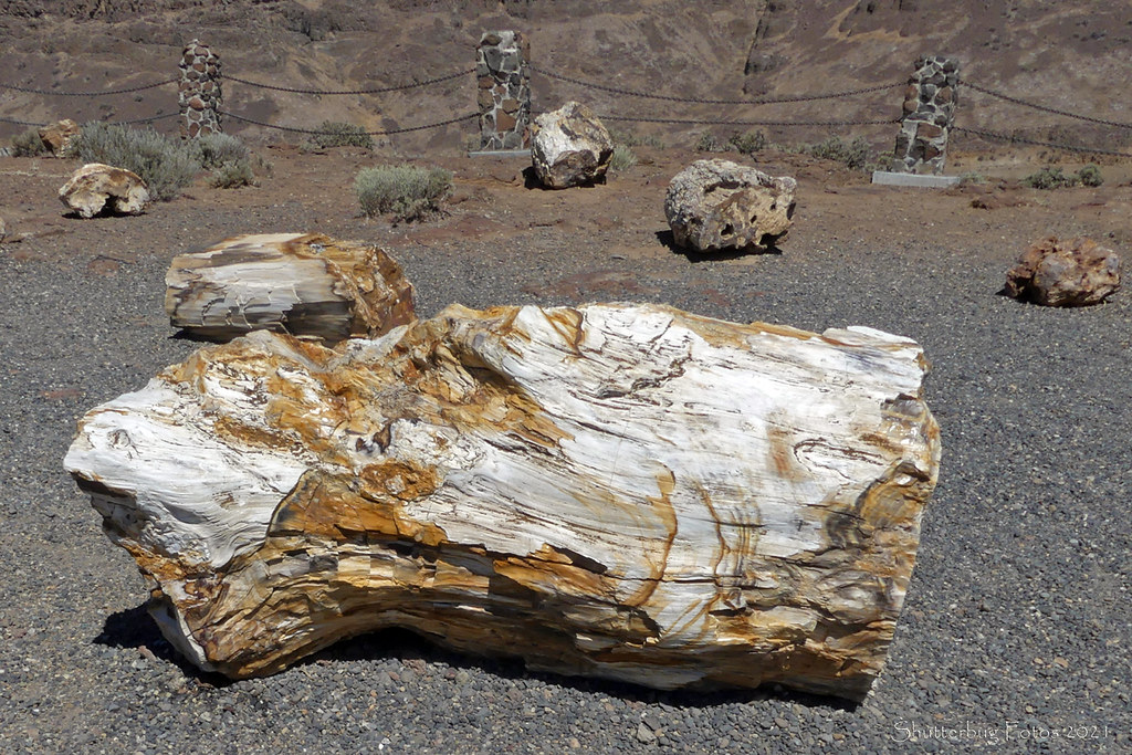 Photograph of Ginkgo Petrified Forest State Park in Washington. The photo shows a chunk of a petrified log in the foreground that is white and orangey-brown in color. More large chunks of wood are sparsely scattered in the background. The ground surface is flat and has a layer of gravel on it. In the background is a fence made of rectangular stone posts linked by cables or chains. 