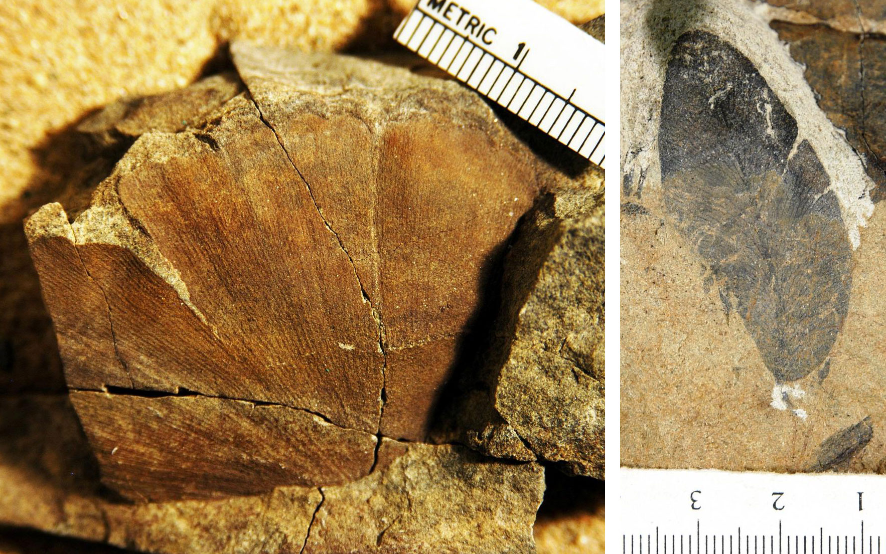 Photograph of a fossil leaves from the Early Cretaceous of Washington. Panel 1: Ginkgo leaf. The leaf is fan-shaped and has dense dichotomizing (forking) veins. Panel 2: Portion of a seed fern leaflet. The leaflet is ovate and has a midvein (central vein) with dichotomizing (forking) veins to either side.