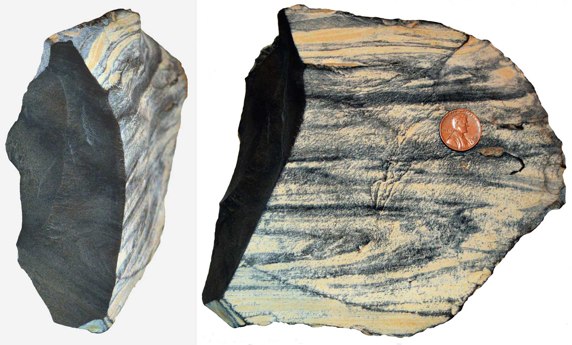 Photo of Green River oil shale in two views. On the left, a piece of shale has been broken, and the broken end is gray in color. On the right, the outside of the shale is beige with swirls of dark gray. A penny is on the shale for scale (the penny is much smaller than the rock).