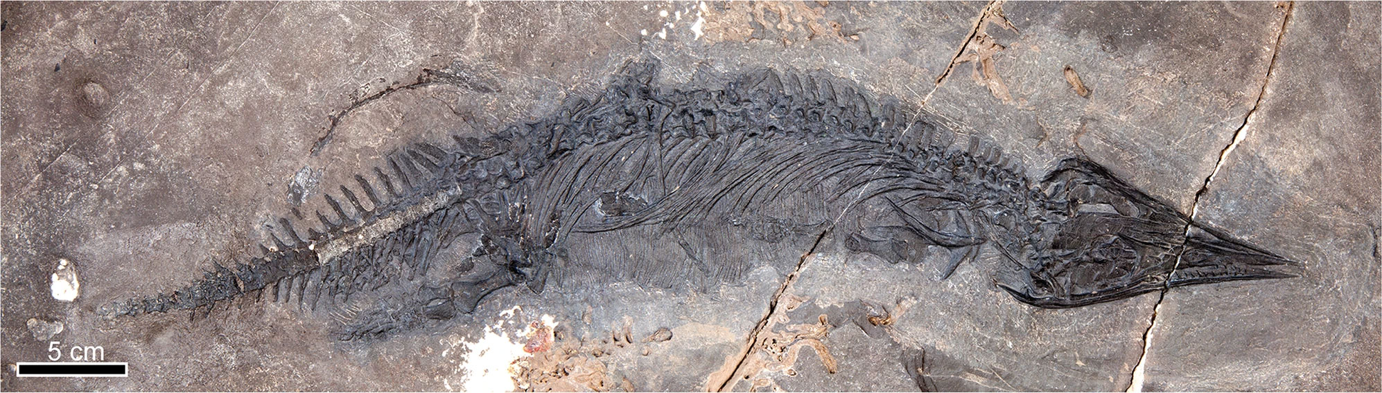 Photograph of a Triassic thalattosaurid from the Keku Islands, Alaska. The specimen is a relatively complete animal with a triangular head pointed to the right. The spine forms a slight arch and the back legs look flipper-like. The tail tapers toward the left. A 5 centimeter scale is in the corner of the photo. The specimen is dark brown to black and preserved in medium-brown rock.