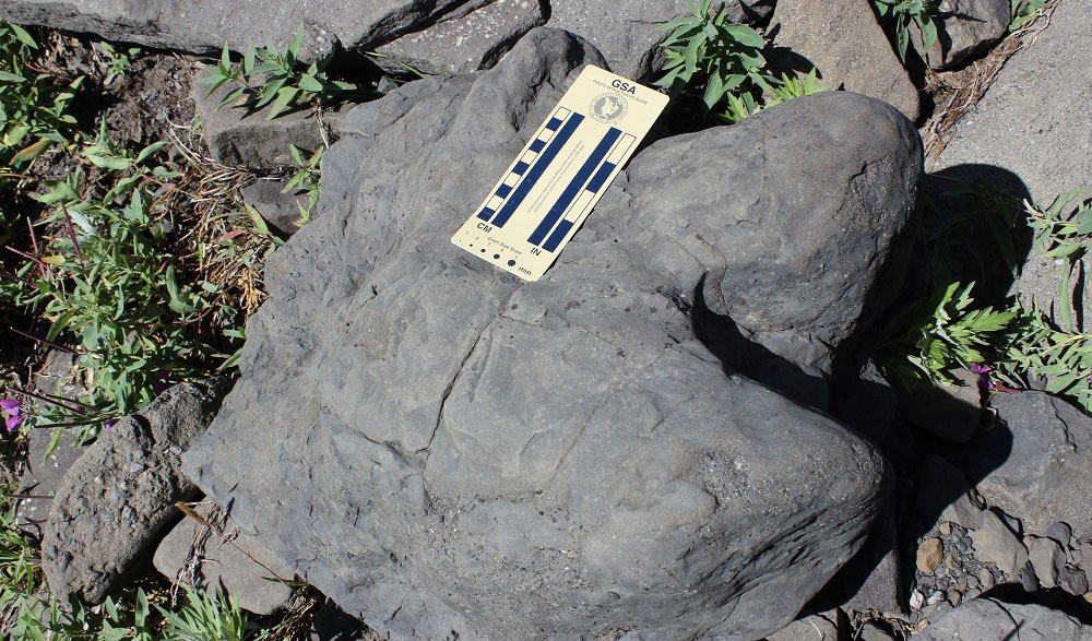 Photograph of a Cretaceous hadrosaur (duck-billed dinosaur) footprint at Denali National Park. The footprint is sitting on the ground and has three toes. A scale bar of about 10 centimeters sits between one of the toes (the footprint is several times longer than the scale).