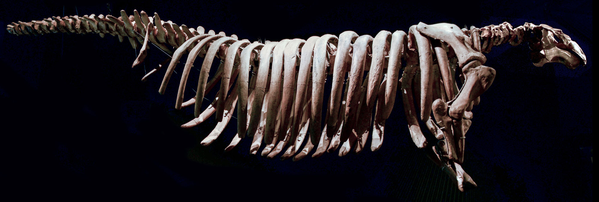 Photograph of a Steller's sea cow skeleton against a black background. The animal has well-developed forelimbs and poorly developed hindlimbs.