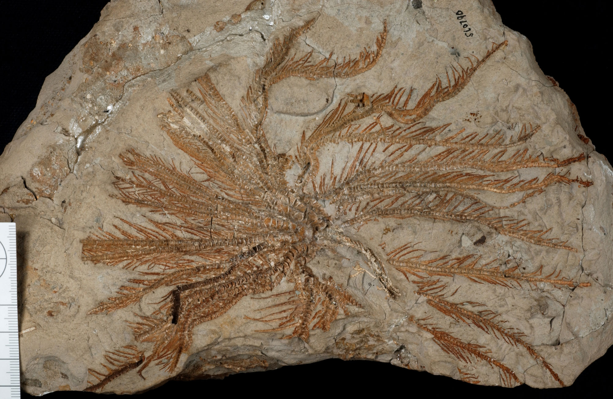 Photograph of the fossil crinoid Isocrinus from the Oligocene of Oregon. The fossil shows the stalk, calyx, and many arms splayed out radially.