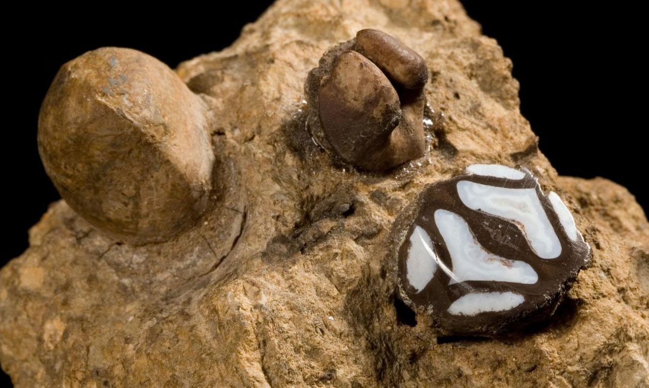 Photograph of fossil walnuts from the Clarno Formation embedded in a rock. The rock as three nut in it. One is ovoid and smooth. One is a cast of the inside of a nut. The third is a nut in cross section, showing the chambers inside.