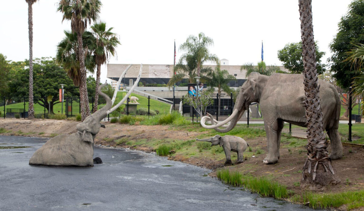 Photograph of La Brea Tarpits showing a pool of natural asphalt with a model of a Columbian mammoth in distress trapped within it. On the shore of the pit, models of an adult Columbian mammoth and a distressed baby mammoth look on. Palm trees and grass surround the pit.
