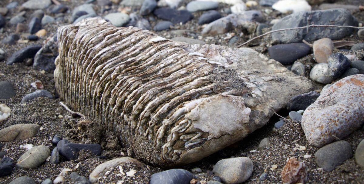 Photograph of a mammoth tooth laying on its side on a bed of gravel. The ridged grinding surface of the tooth can be seen.