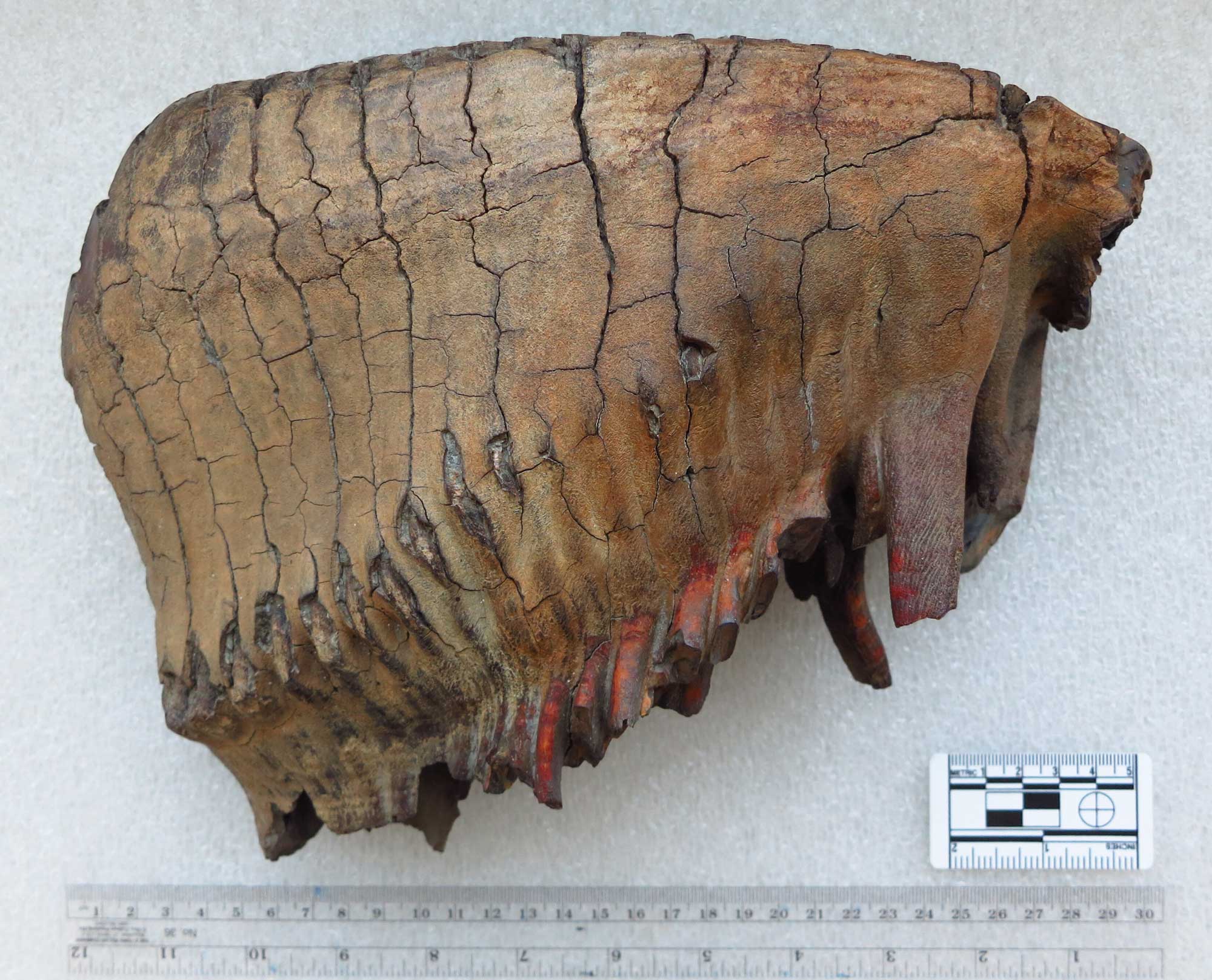 Photograph of a mammoth molar from the side. The molar has a flat chewing surface and the underside or roots form a diagonal surface. The tooth is brown. A ruler shows that the tooth is about 30 centimeters or 1 foot in length.