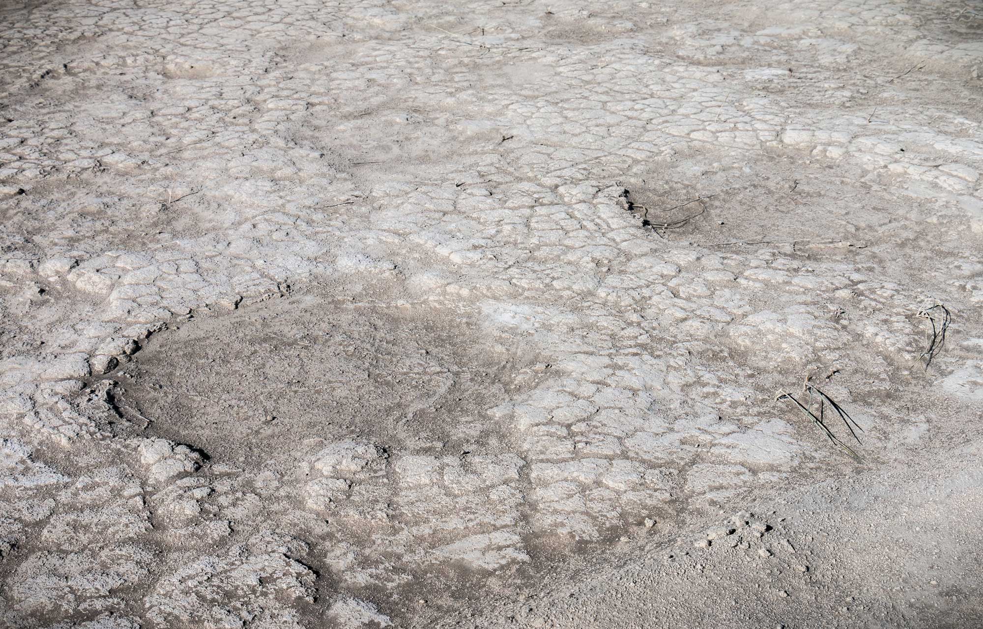 Photograph of dry ground with mudcracks. In the foreground, two large, circular depressions can be seen. These depressions are mammoth tracks.
