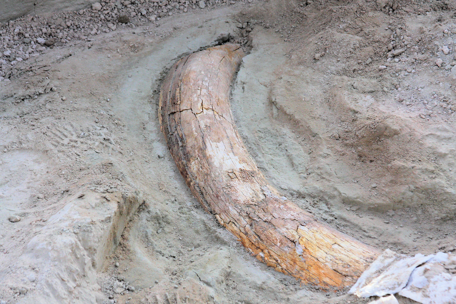 Photograph of a partially mammoth tusk still in the place where it was found, partially exposed and partially embedded in sediment.