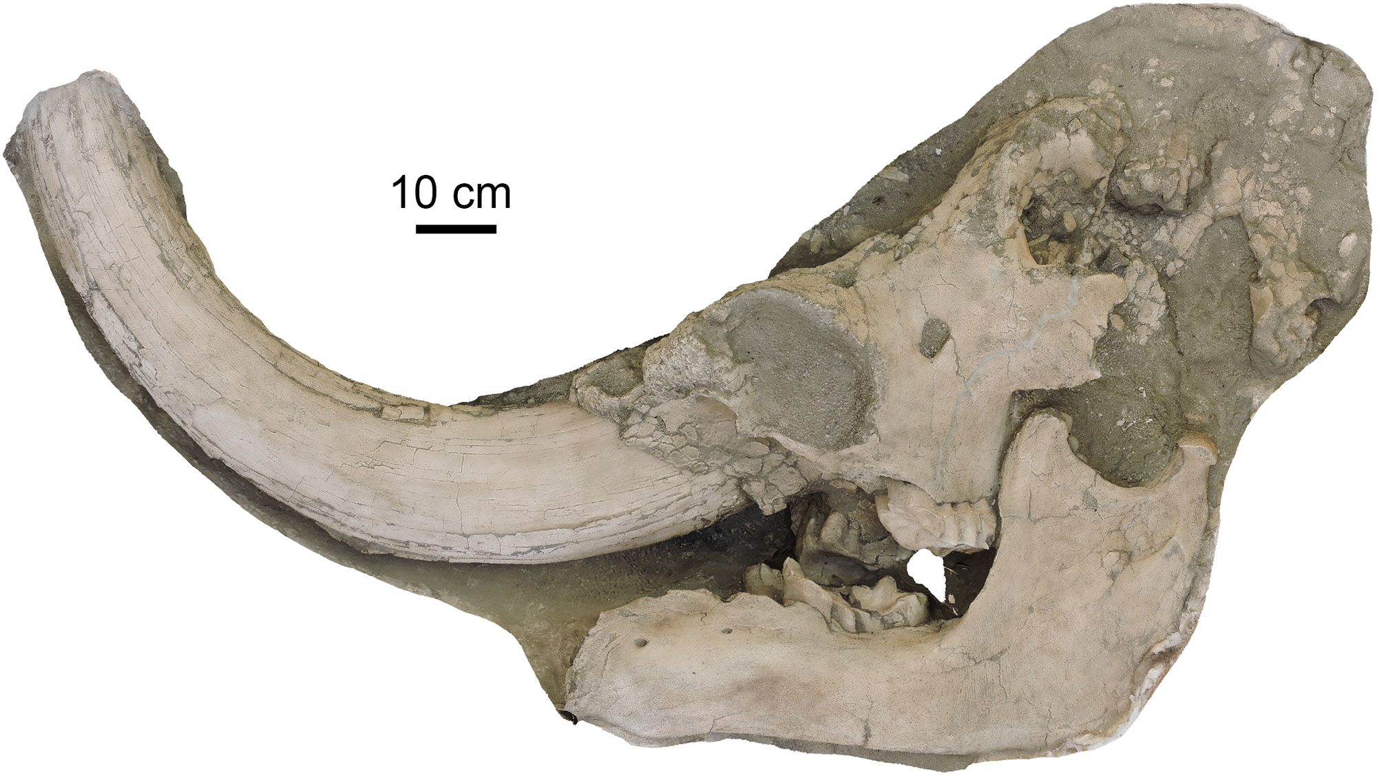 Skull of a Pacific mastodon from Riverside, California, shown in side view. 