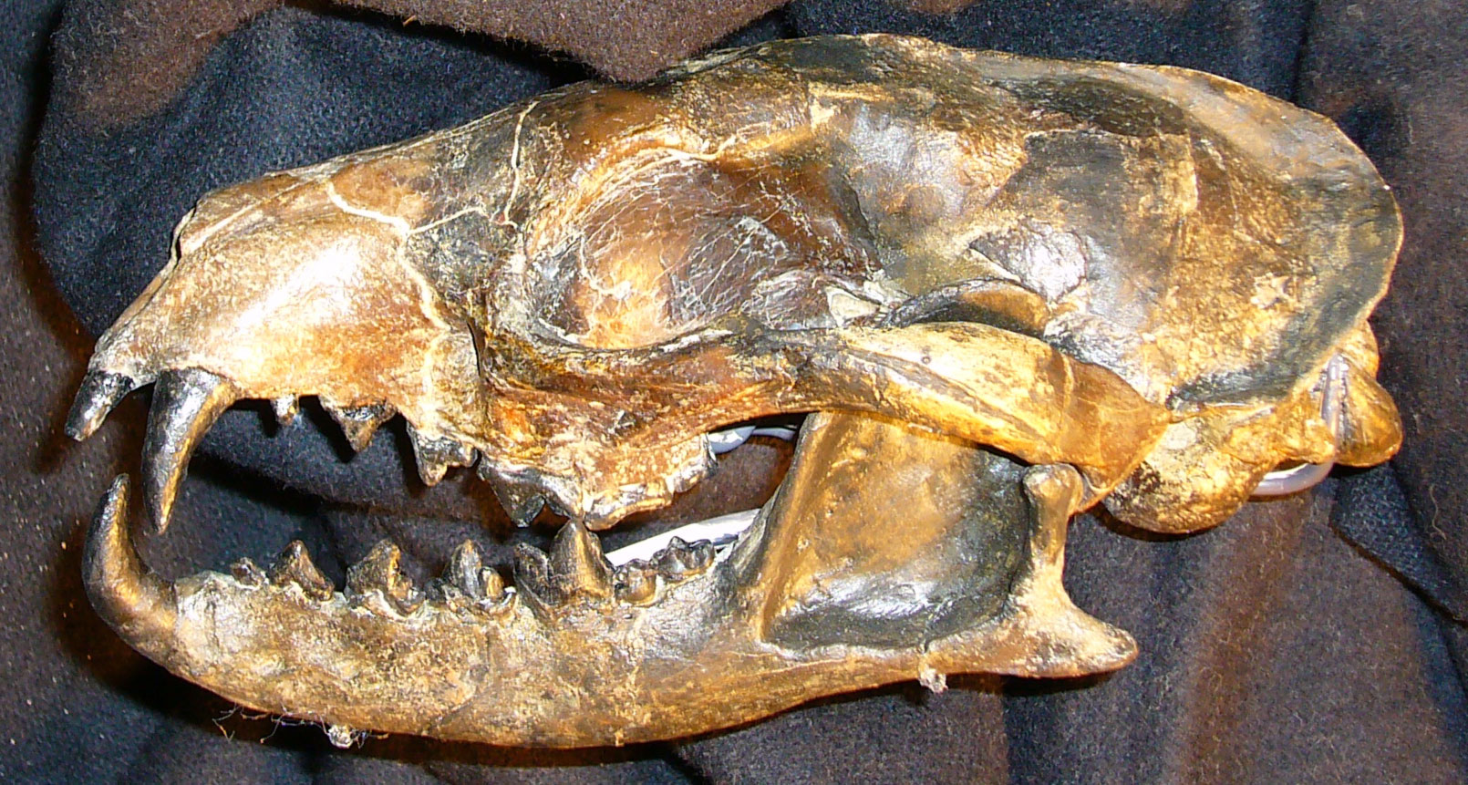 Photograph of the skull of the fossil canid Mesocyon from the Oligocene of Oregon. The skull is shown in the side and appears complete. The teeth are sharp and the canines relatively long.