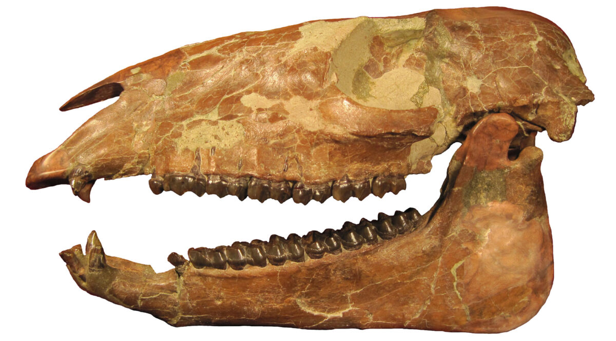 Photograph of the skull of the extinct horse Miohippus in side view. The skull is relatively complete, with missing areas reconstructed.