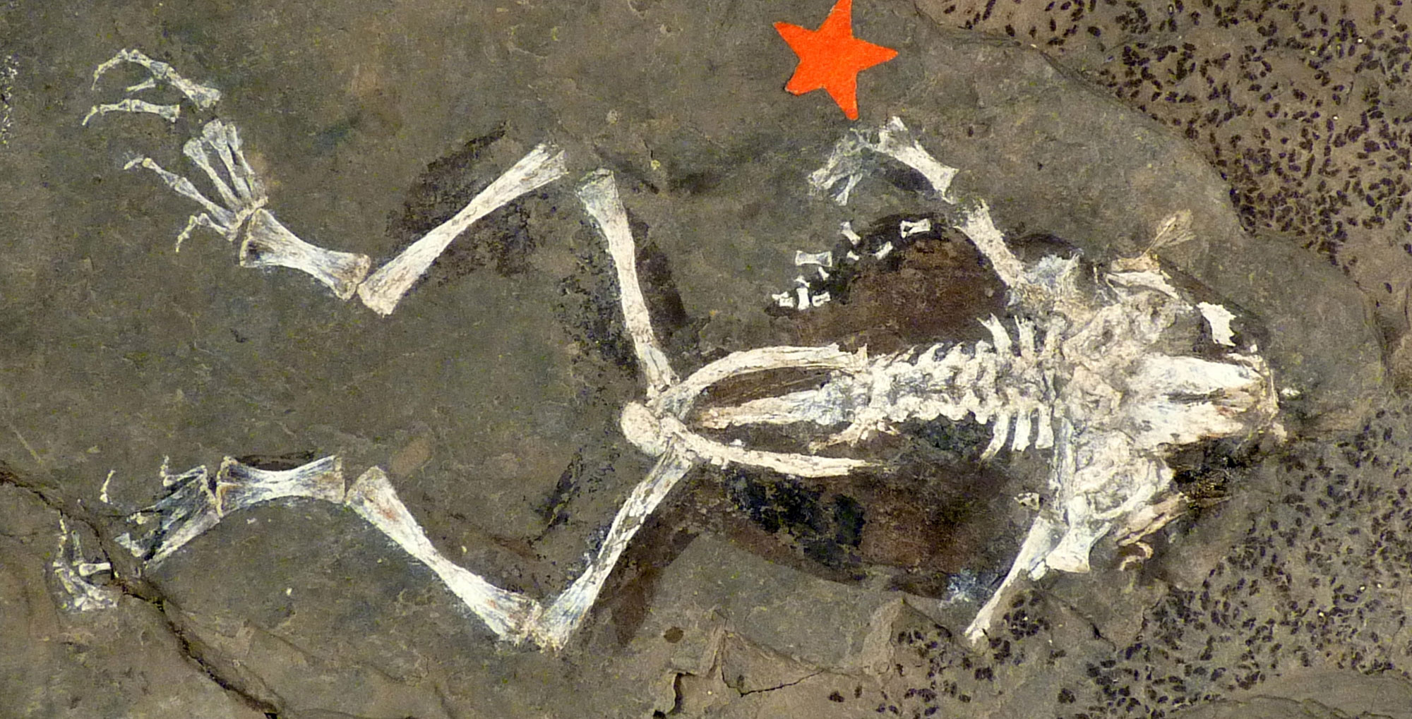 Photograph of a fossil frog from the Miocene of Nevada. The fossil is preserved in gray rock, the bones are white, and a darker-colored region around the bone indicates some of the soft tissue. The rear legs of the frog are long, the head is pointed to the right.