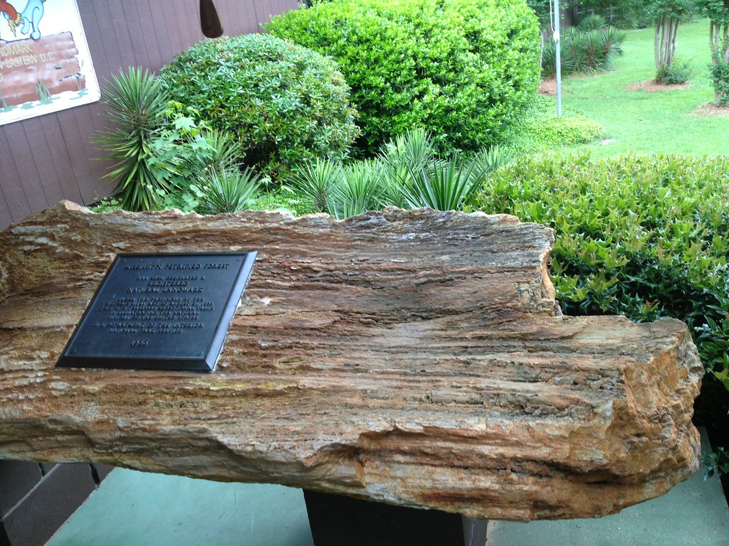 Photograph of a piece of petrified wood from Mississippi.