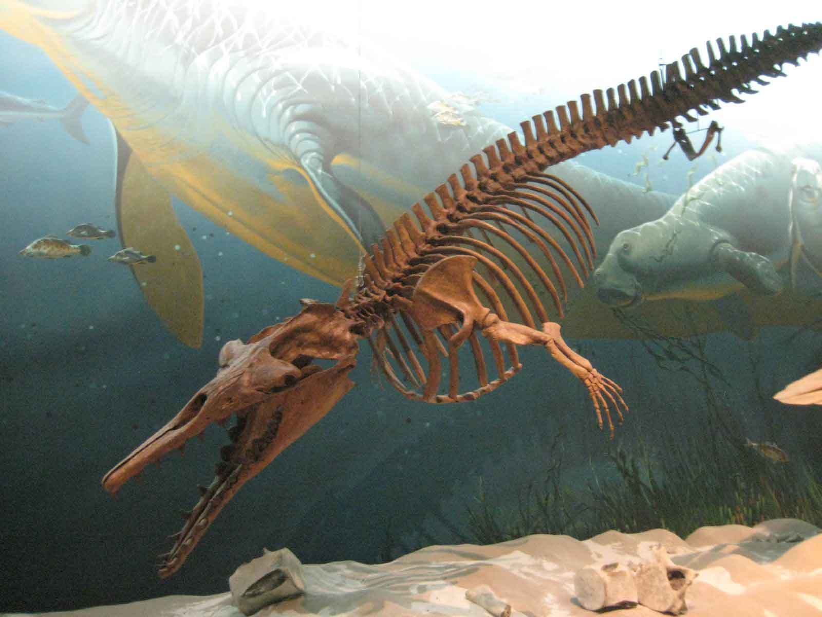 Photograph of a specimen of Zygorhiza, an ancient whale, on display at the Smithsonian.