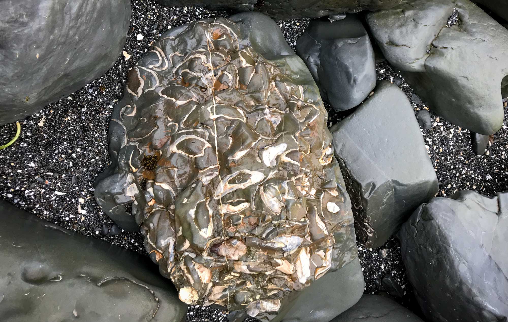 Photograph of large gray rock on a beach with numerous white bivalve shells embedded in its surface. 