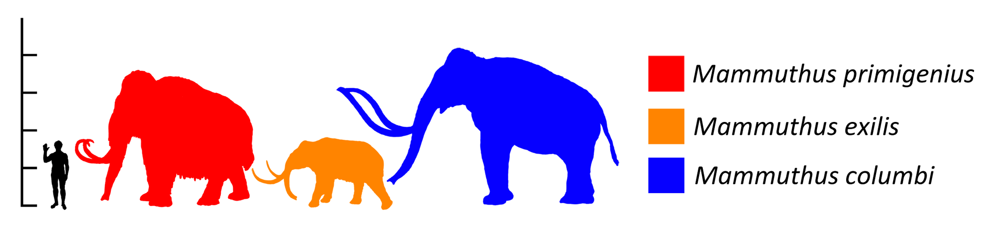 Diagram showing the relative sizes of the three species of mammoth that are found in the Pleistocene of North America. From largest to smallest they are the Columbian mammoth, the woolly mammoth, and the pygmy mammoth.