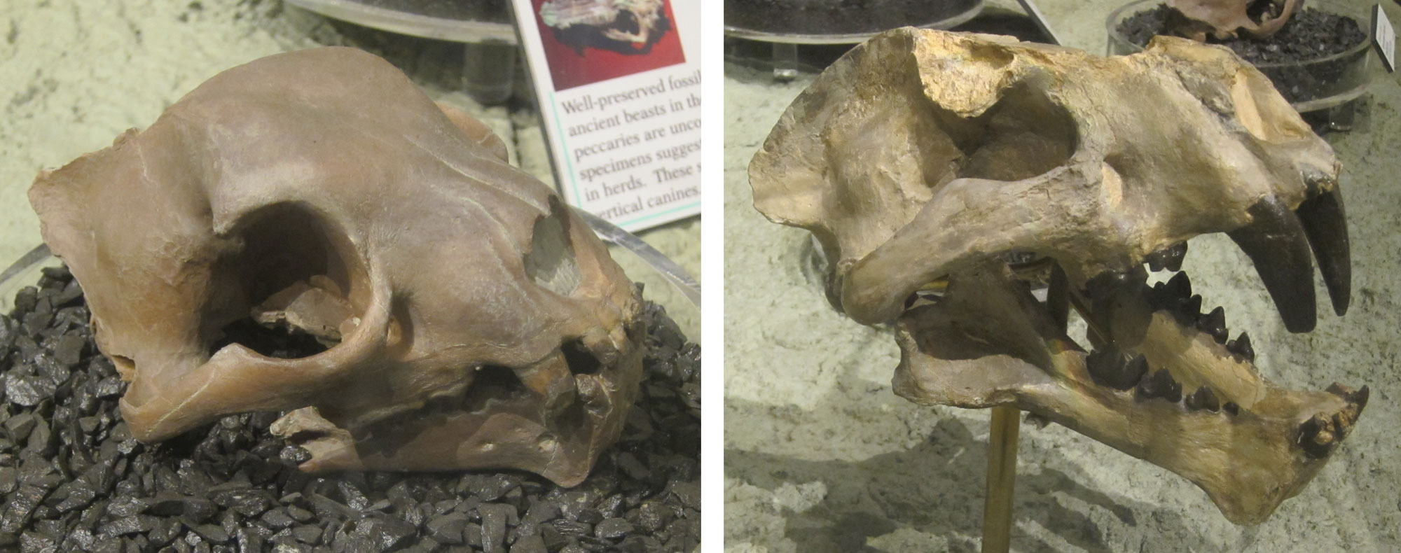 2-panel figure of photos of nimravid skulls from the Oligocene John Day Formation. Nimravids are an extinct group of cat-like animals. Panel 1: Small skull o of a dirk-toothed nimravid. Panel 2: Larger skull of the so-called John Day "tiger," which has saber-like canine teeth.