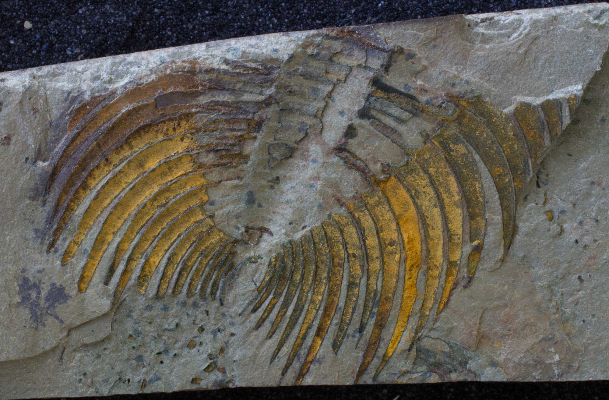 Photograph of the rear end of the trilobite Nevadia parvoconica from the Cambrian of Nevada. The sides of the animal has a series of spines that curve backward. The spines are orange in color and stand out from the gray rock matrix.