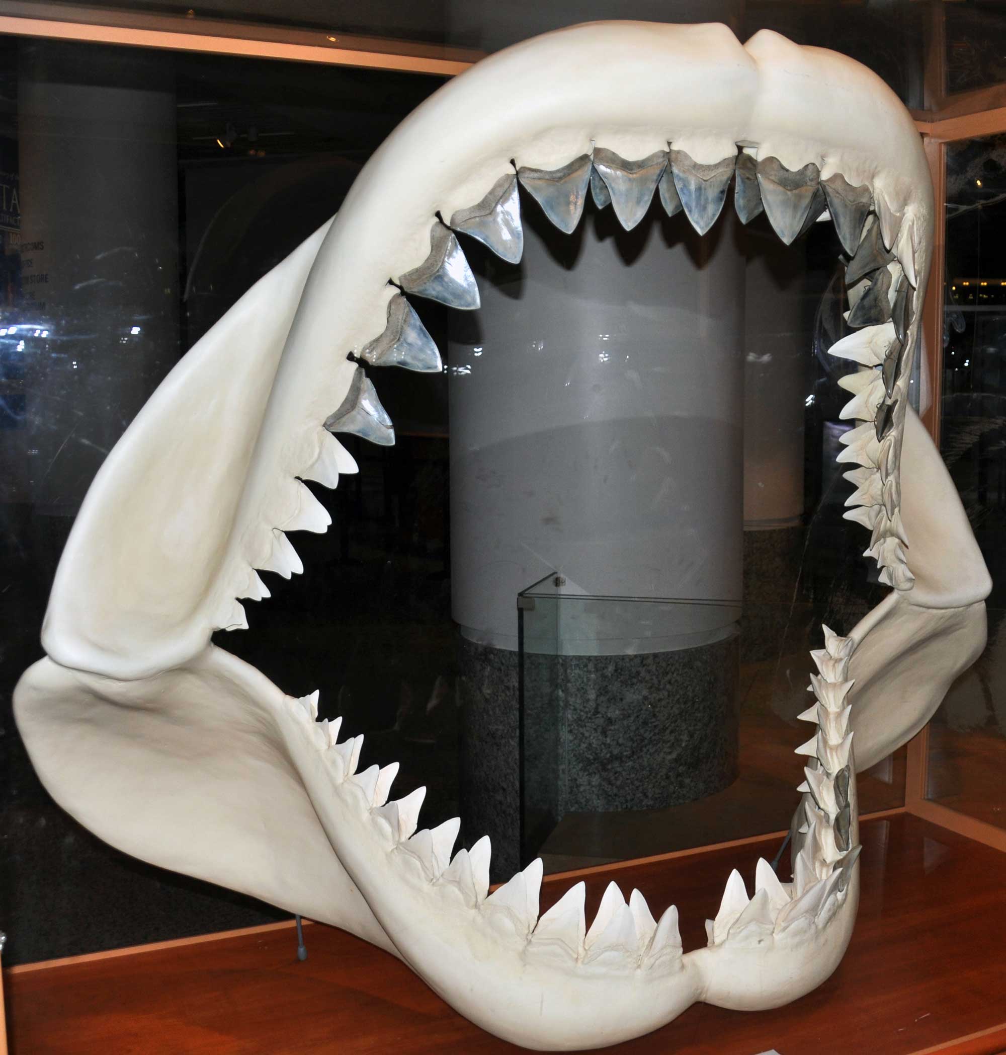 Photograph showing the giant jaws of the shark Otodus megalodon.