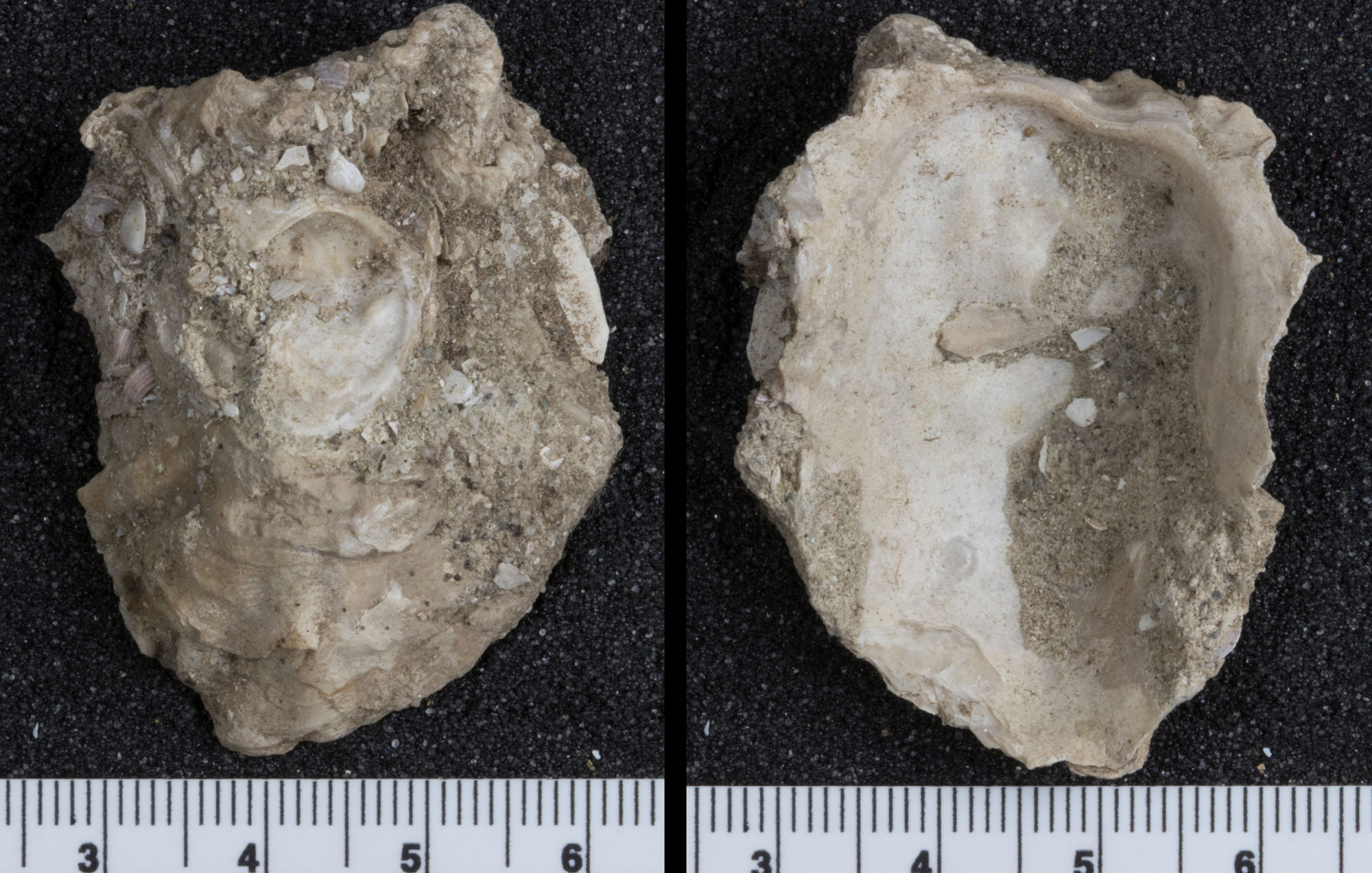 Photographs showing two views of an oyster shell, one of the outer surface and one of the inner surface. The valve is longer than it is wide and other outer surface is not smooth, but has irregular ridges. The outline of the shell is also slightly irregular. The valve is about 3.5 centimeters long, as indicated by a ruler at the bottom of each photo.