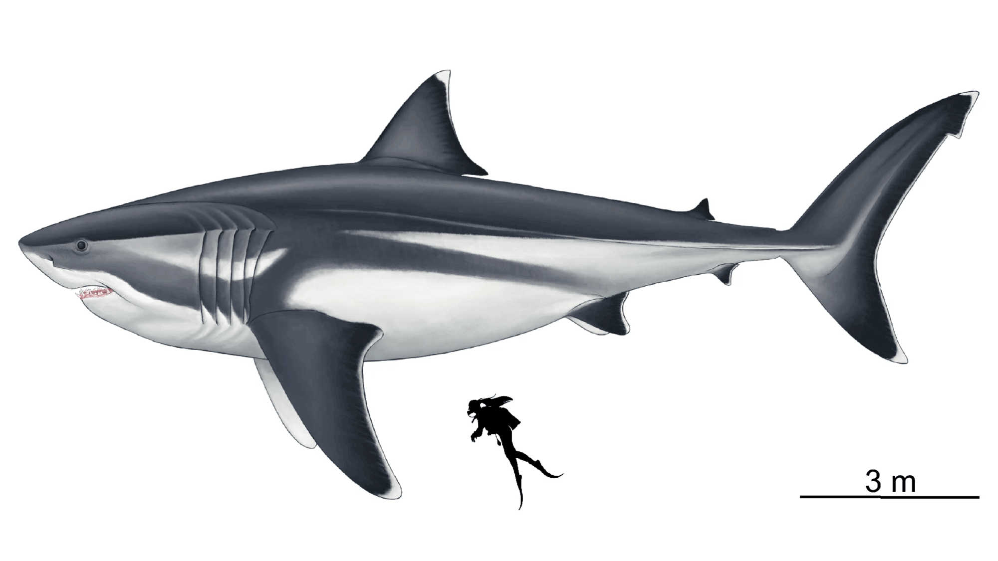 Artist's illustration of Otodus megalodon.