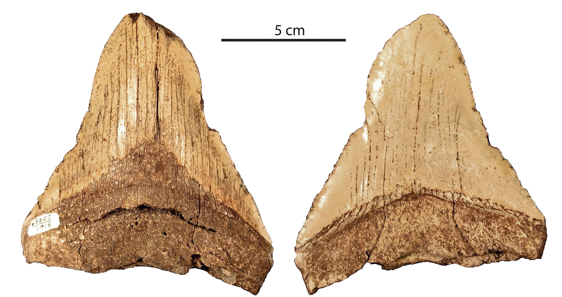 Photographs showing both sides of a megalodon tooth from the Pliocene of San Diego County, California. The tooth is tan in color and roughly triangular in shape. It is missing part of the tip and also a portion of the roots.