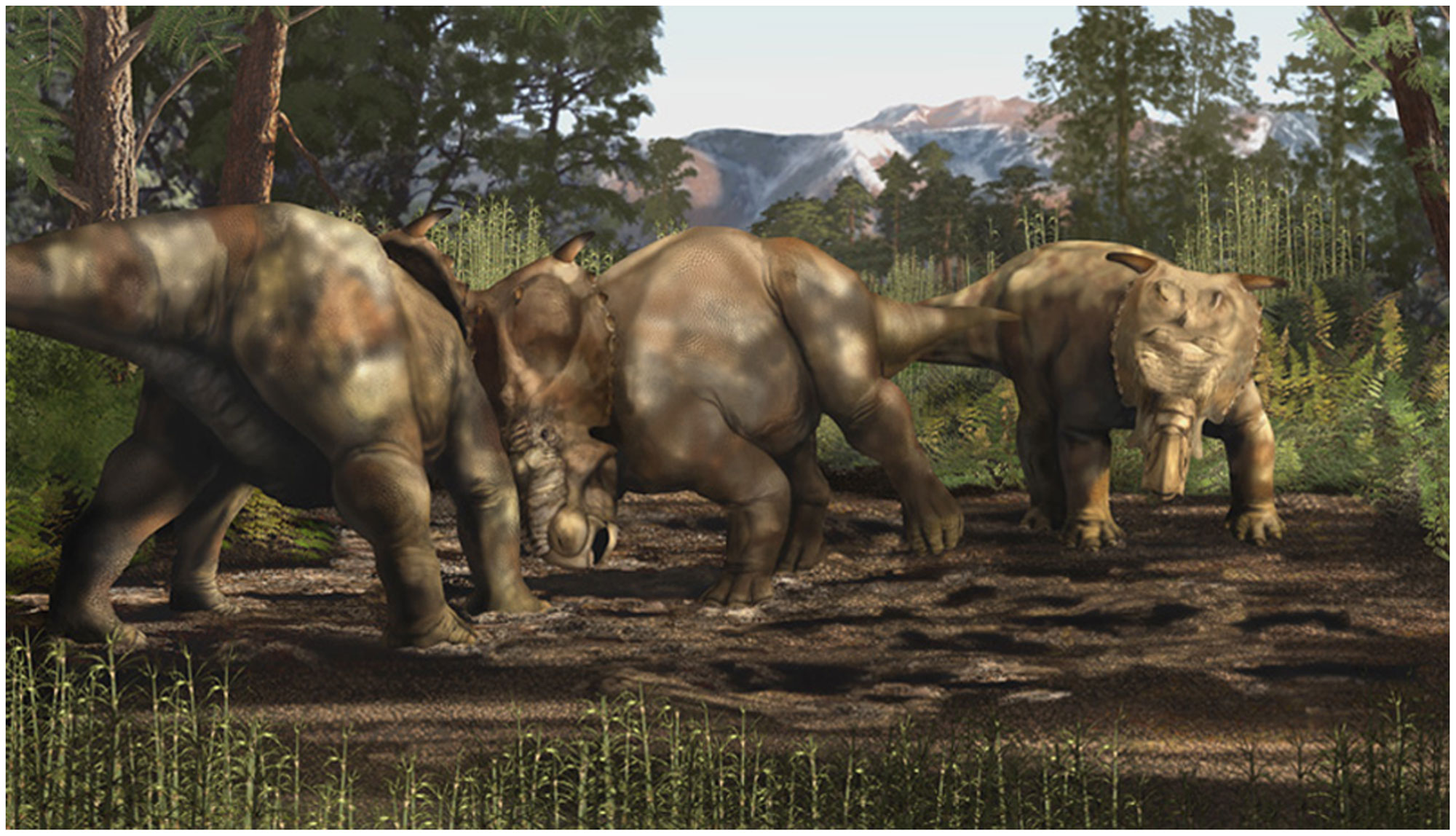 Illustration of three Pachyrhinosaurs in a Cretaceous landscape. The Pachyrhinosaurs walk on four legs, have stout bodies, and large heads. A frill extends backwards and upwards from the head and has two horns at the top pointed outward. The mouth is beak-like. Two animals are butting heads whereas one stands off to the side, watching them. Horsetails and conifers populate the landscape, and mountains rise in the background.
