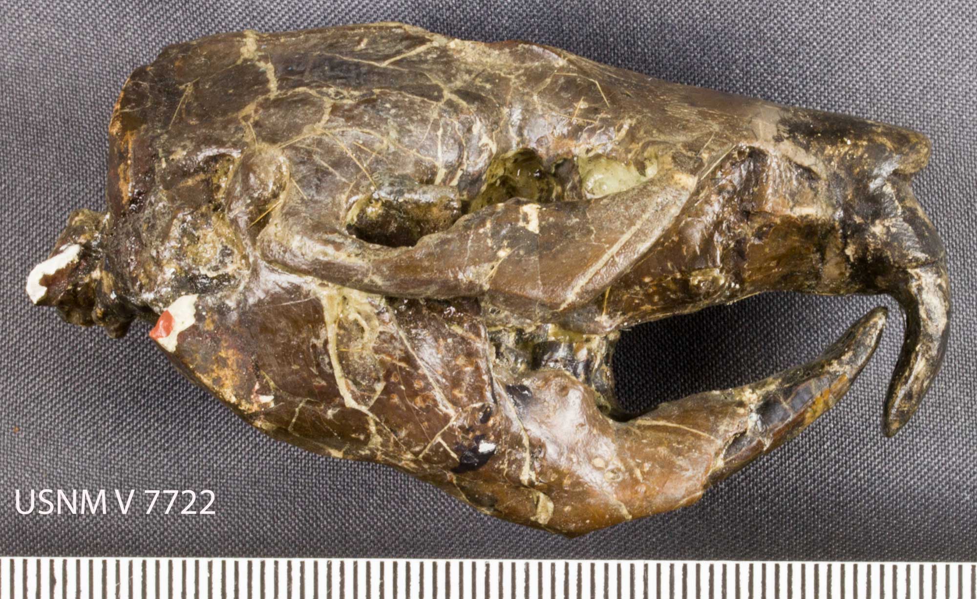 Skull of an extinct beaver from the Oligocene of Oregon shown in side view.