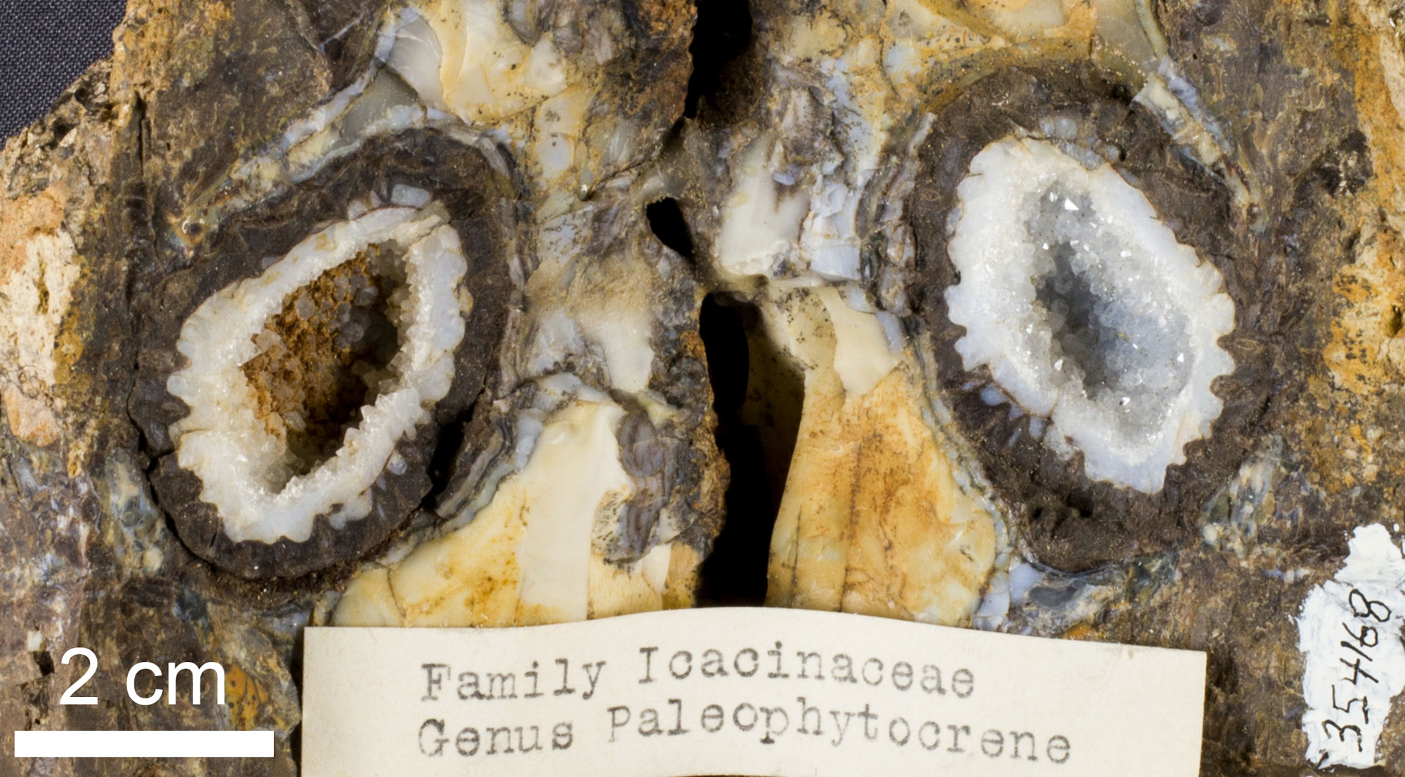 Photograph of the pit of a fruit from the Eocene Clarno Nut Beds of Oregon. The fruit is broken open showing in inner lining of white crystal surrounded by a brown fruit wall.