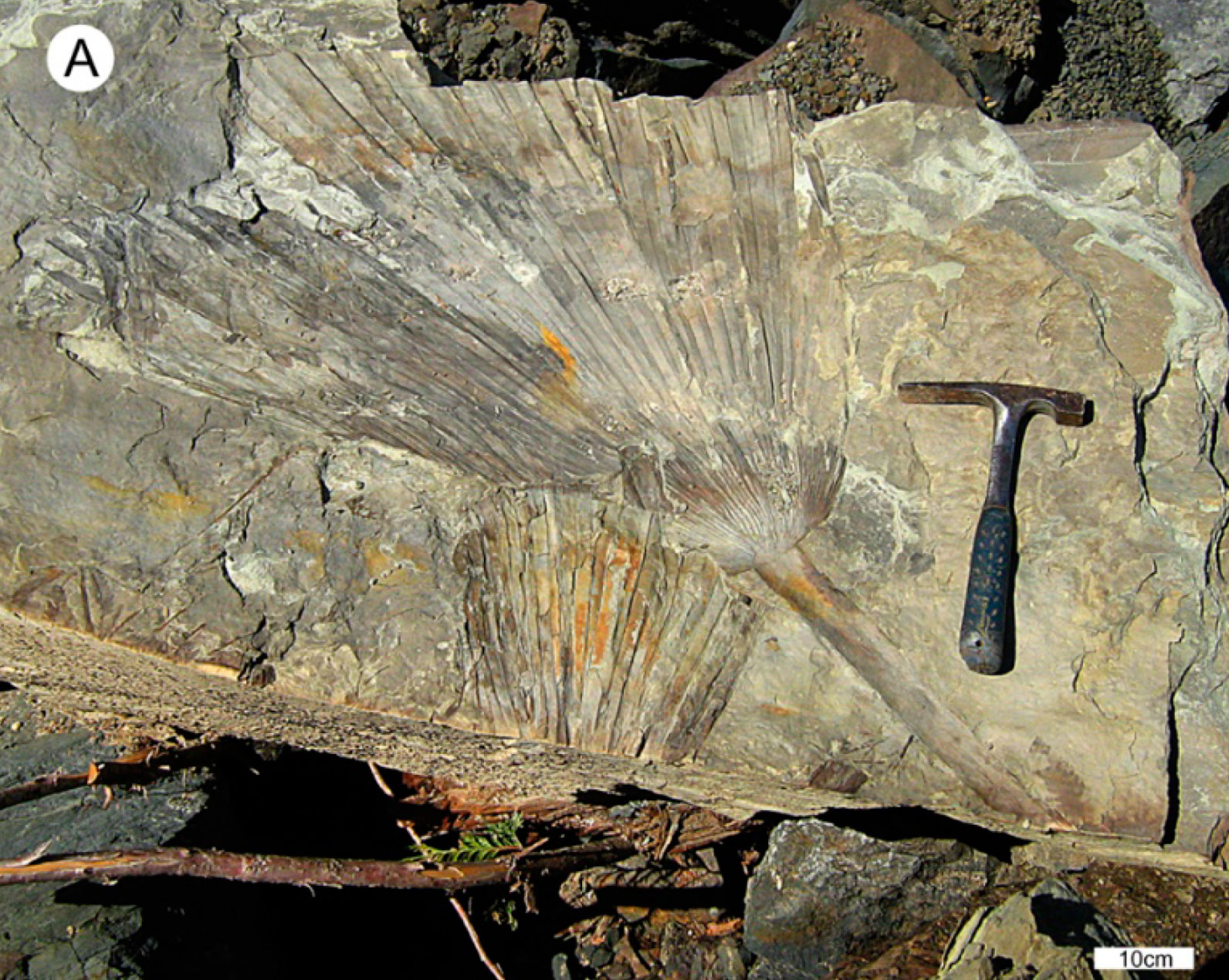 Photograph of a rock slab with two palm leaf impressions on it. One impression is a nearly complete leaf with a thick stalk and a fan-shaped blade. The second is a partial leaf blade. A mason-type rock hammer has been placed on the rock slab for scale.