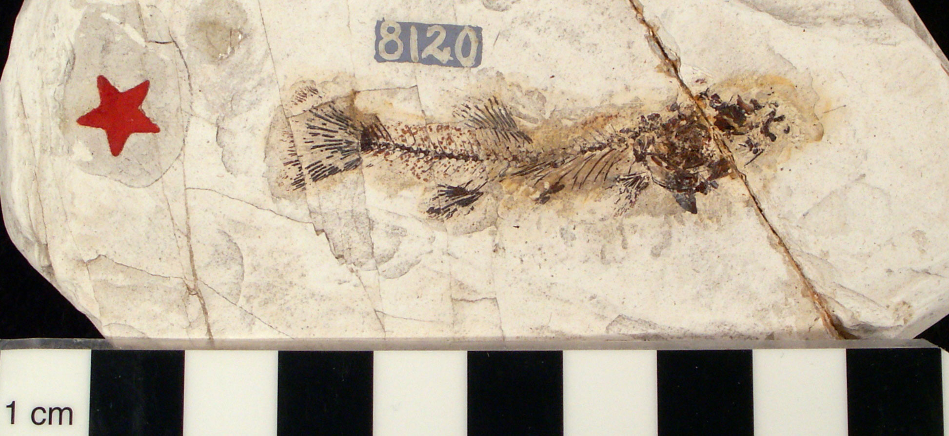 Photograph of a small fish fossil preserved in off-white rock. The fish is about 5.5 to 6 centimeters long.