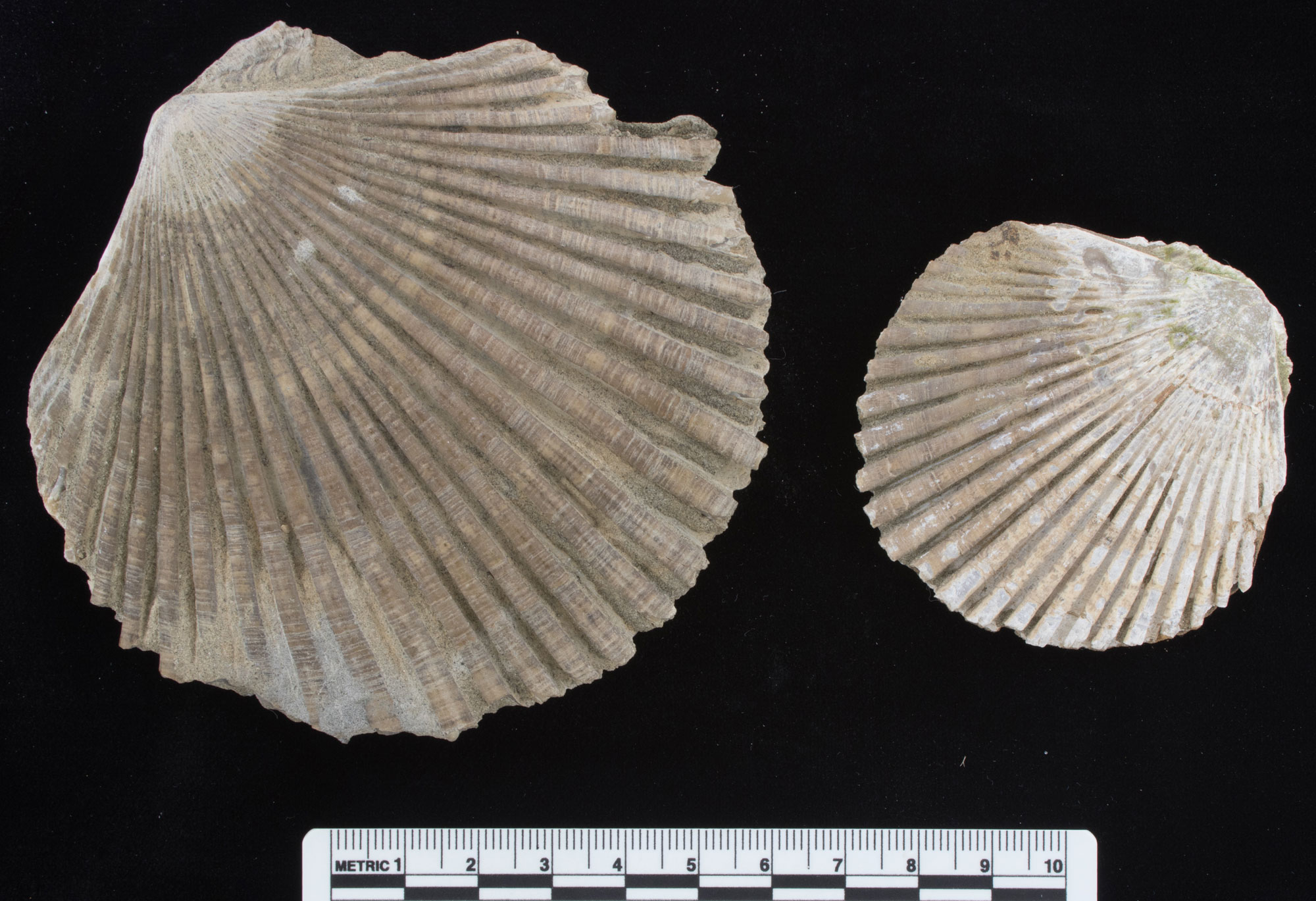Photograph showing two scallop shell valves from the Miocene of California. The photo shows a large valve on the left and a smaller valve on the right. Each valve has a series of ridges that begin at the hinge and radiate fan-like to the edge of the valve. 