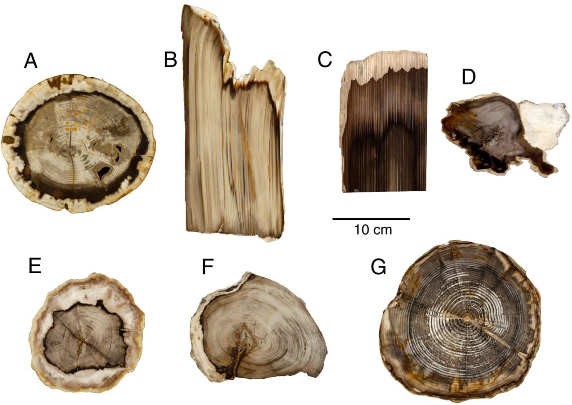 Figure with photograph of six petrified wood specimens from the middle Miocene of Washington. Four specimens are shown in cross section, one is shown in long section, and one is shown in both cross and long section. The woods are a mix of conifers and angiosperms (flowering plants).