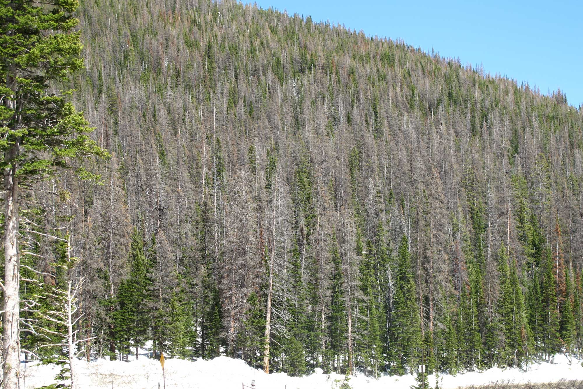 Photo of a hillside covered with conifers. Live green tress are mixed with many dead trees that have orange needles or no needles.
