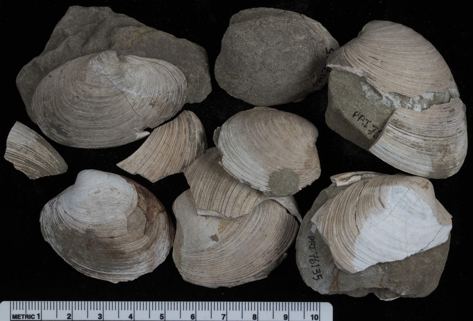 Photograph of a group of clam shell valves (one part of a two part shell) from the Miocene of Washington. The valves are beige to white and show a series of concentric grown lines. The photo shows about seven valves and some broken valve fragments.