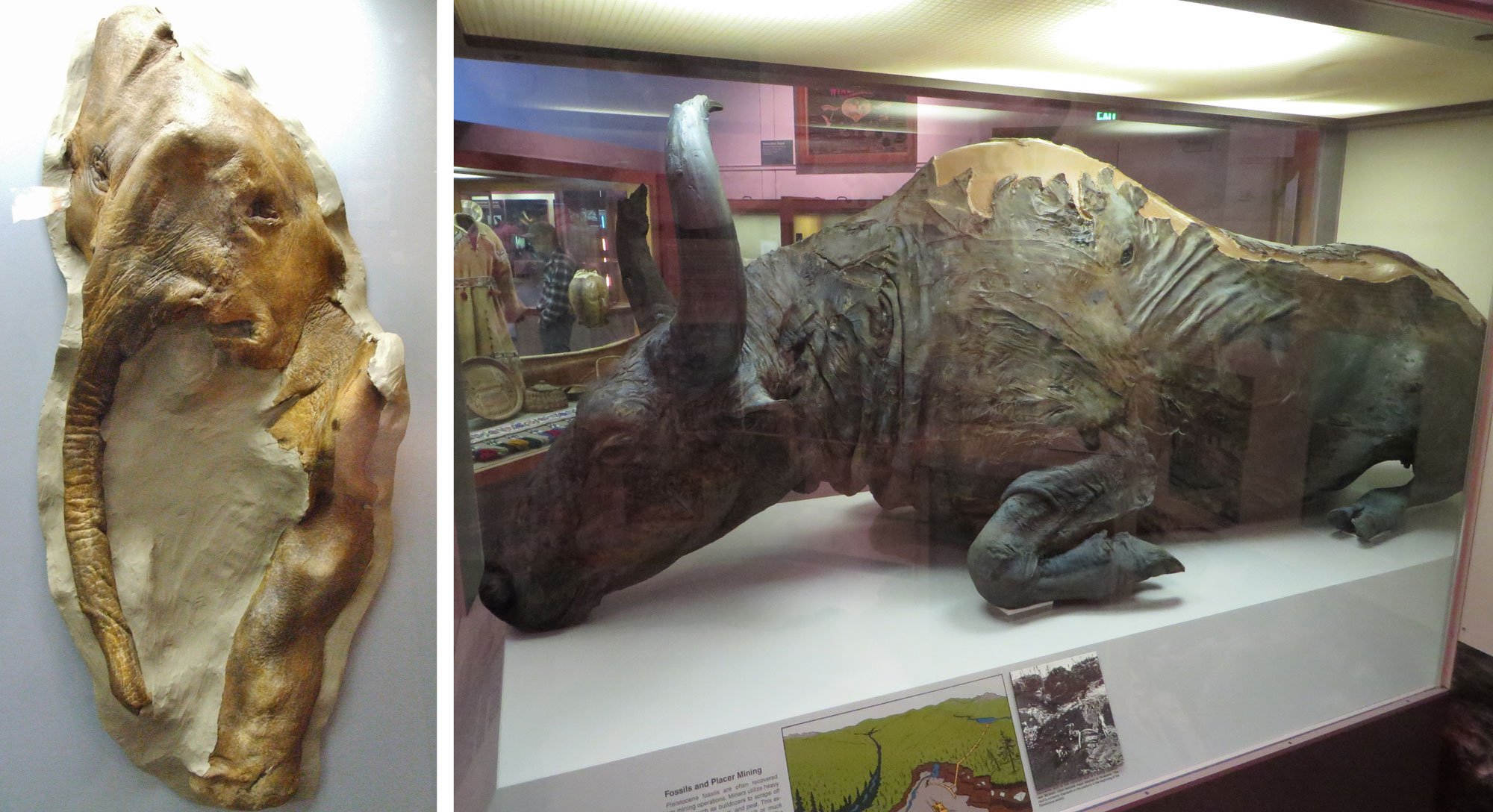 Mummies of Pleistocene mammals from Alaska, 2-panel image. Panel 1: Effie the baby mammoth on display in a museum. Effie's skin is preserved. Only the front of the face, the trunk, and a foreleg is preserved. Panel 2: Blue Babe, a steppe bison, on display in a glass case. Blue Babe is shown from the side and appears to be complete. The specimen is a bison with long horns that curve outward then upward. The skin is preserved and looks leather-like.