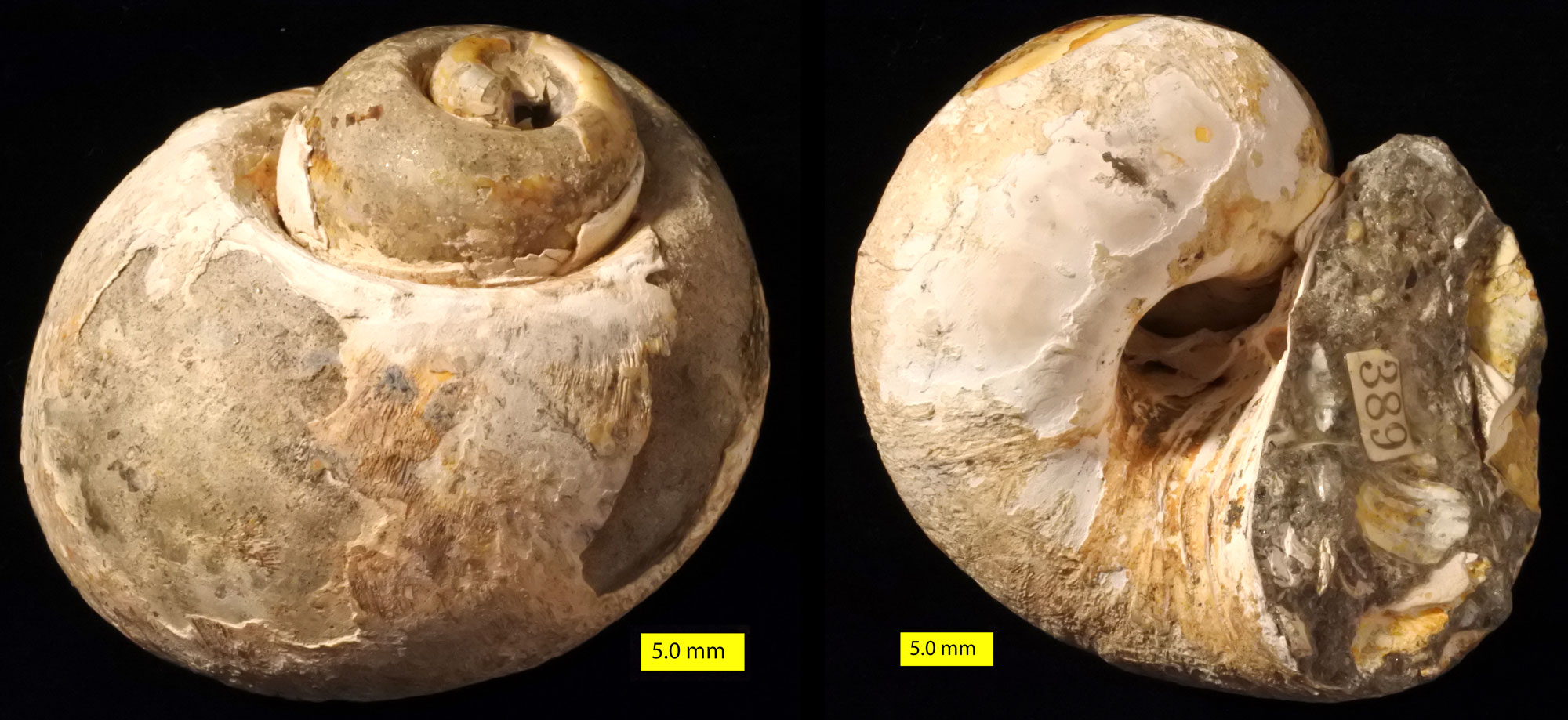 Two views of a fossil moon snail shell from the Pliocene of California. The left view shows the apex of the shell from an oblique angle. The right view shows the aperture (opening) of the shell. The shell is smooth and has a low spire, being perhaps slightly wider than long. Overall, the shell is nearly spherical in shape.