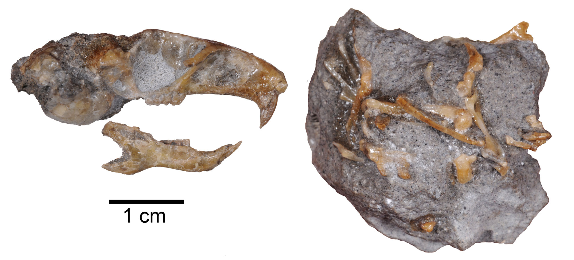 Photographs of fossils of a birch mouse from the Oligocene of Oregon. Left: Skull shown in side view. Right: Unidentified bones embedded in a rock.