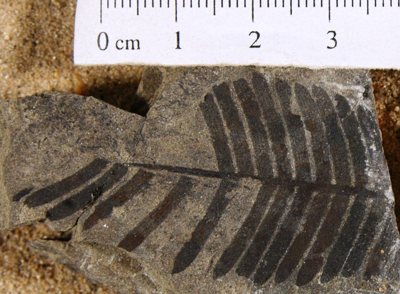 Photograph of a fossil cycadeoid leaf from the Early Cretaceous of Washington. The leaf consists of a central rachis (stalk) with lateral pinnae (leaflets). This specimen is a little more than 3 centimeters long.