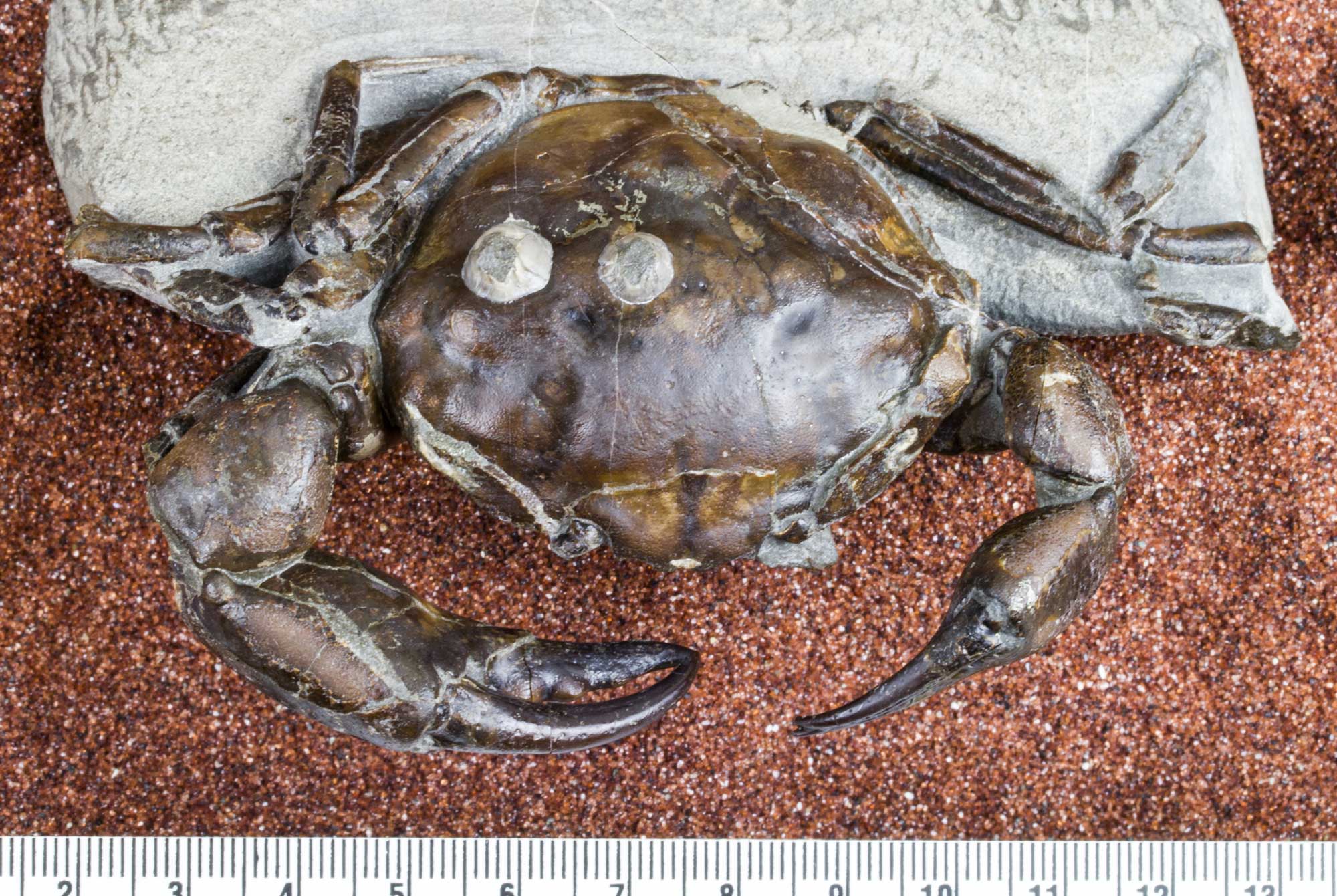 Photograph of concretion containing a fossil crab from the Oligocene of Oregon. The concretion has mostly been removed leaving a shiny brown, articulated crab partially embedded in gray rock. The body, pinchers, and legs of the crab are preserved.
