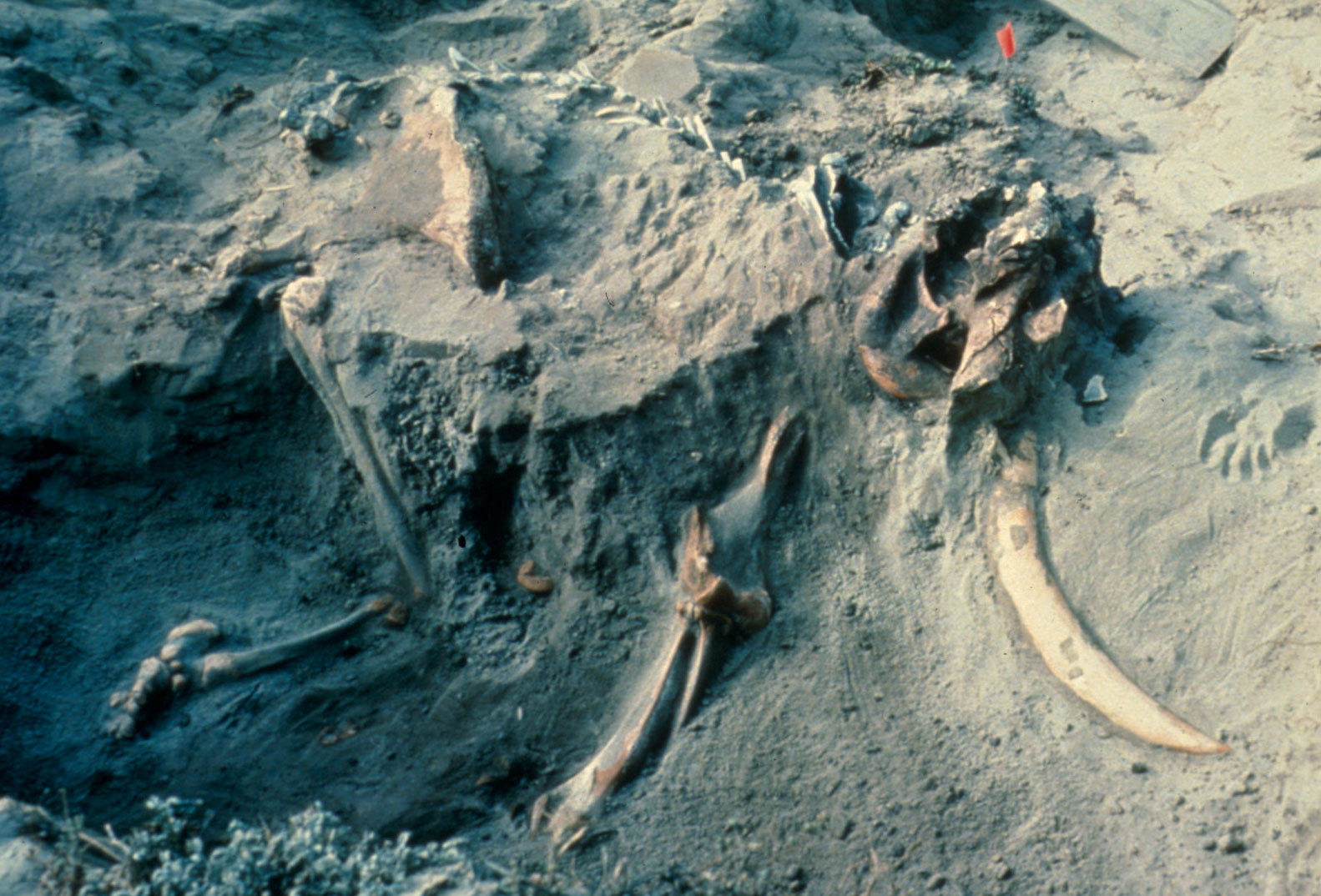 Photograph of a pygmy mammoth skeleton preserved in a sand dune. The backbone, the skull with one tusk, and a front and a rear leg can be seen. Bones appear to be articulated (in life position).