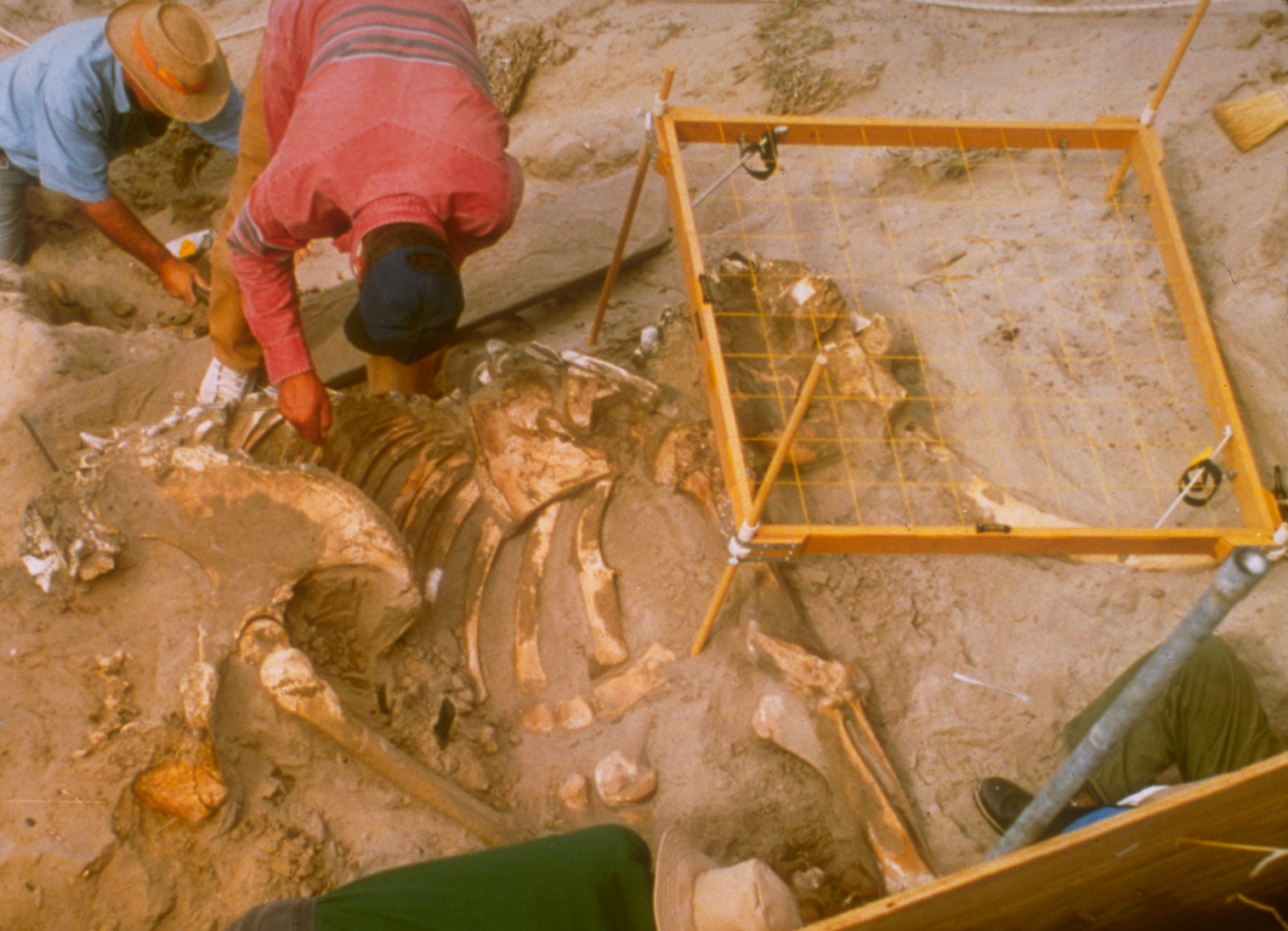 Photograph of a pygmy mammoth skeleton being excavated. The mammoth is preserved in a sand dune. Its skull with one tusk is on the right. Also visible are a front leg, shoulder bland, ribcage, pelvis, and femur. A grid on four poles has been placed over the mammoth skull. A man bends down over the skeleton and another man is kneeling behind him, partially obscured. In the foreground, a little of a third man can be seen.