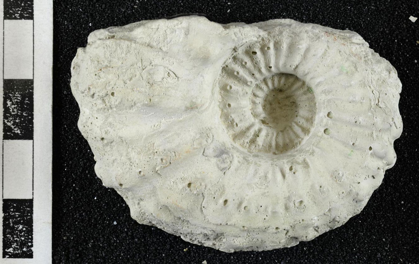 Photograph of a shell of a cephalopod from the Late Cretaceous of California. The shell is white and coils in a single plane, with regular ridges encircling it. The height of the shell is about 4 centimeters.