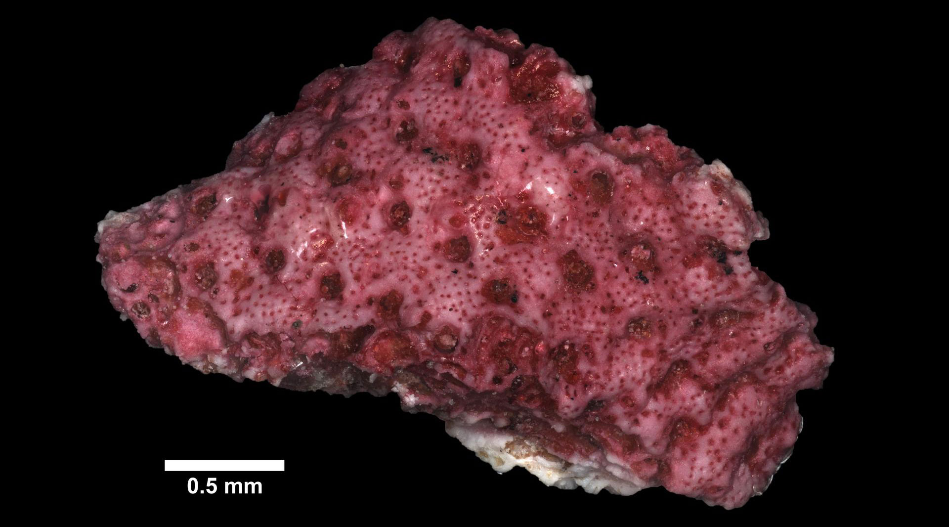 Photograph of a fossil bryozoan from the Miocene of Santa Barbara Island, California. The specimen is pinkish in color and has a series of regular depressions and smaller pits on the surface. The scale bar is half a millimeter, indicating the specimen is very small.
