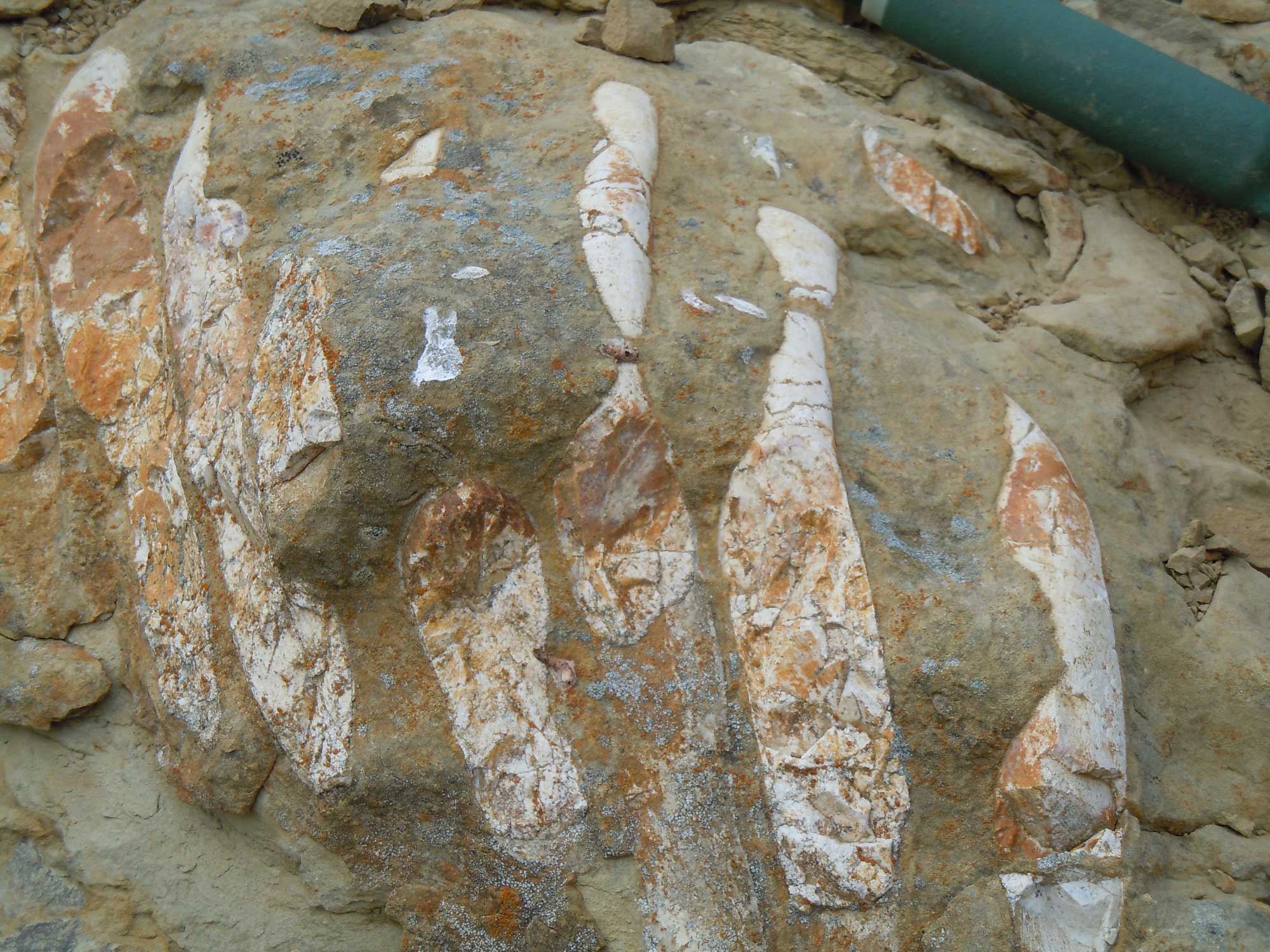 Photograph of the ribs of a sea cow from the Oligocene to Miocene of Santa Rosa Island, California. The bones are white and are arranged in parallel. They are embedded in brown rock matrix.